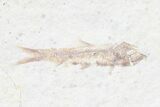 Multiple () Small Knightia Fossil Fish - Wyoming #77129-3